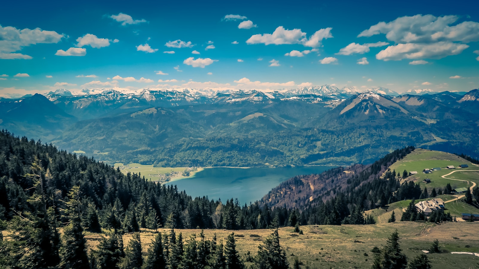 aerial photography of pine trees on mountain